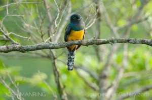 Josh Manring Photographer Decor Wall Arts - Bird Photography -166.jpg